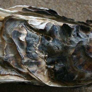Japanse oester uit Werelderfgoed Waddenzee