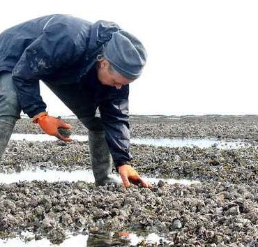 BB oesterrapen in de Waddenzee