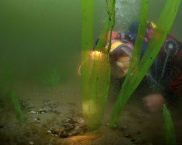 Duiker inspecteert kunstmatig zeegras. FOTO: Rijksdienst voor Cultureel Erfgoed