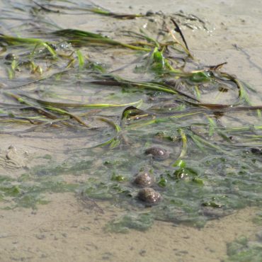 Zeegras op Balgzand in Werelderfgoed Waddenzee