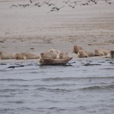 Zeehonden rusten uit in het Waddengebied_FOTO_Marco Hillenaar