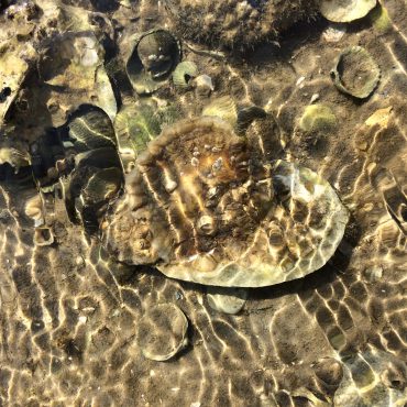 Onderwaternatuur: Platte oester in de Waddenzee