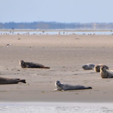 Zeehonden van iets te dichtbij inde Waddenzee. FOTO: Herman Verheij