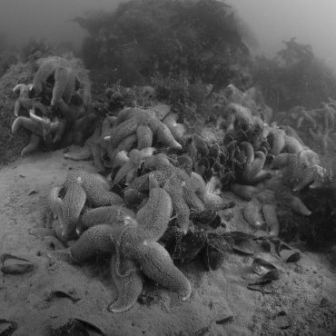 onderwwaternatuur - foto Ruben Smit Productions