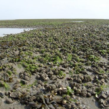 Bank met kokkels mosselen en Janpanse oester in Waddenzee
